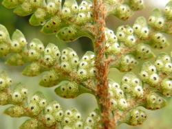 Polystichum oculatum. Abaxial surface of fertile frond showing immature sori and round, peltate indusia with dark centres and pale margins.
 Image: L.R. Perrie © Leon Perrie CC BY-NC 3.0 NZ